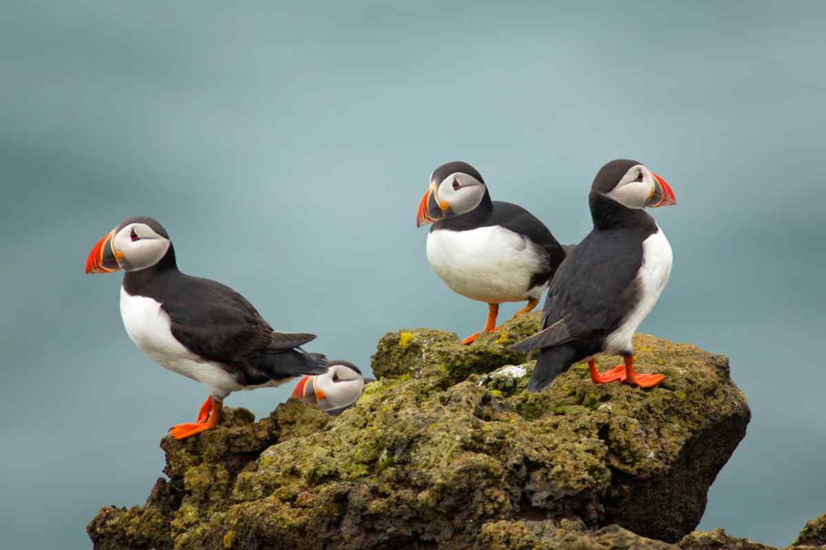 Puffin tours