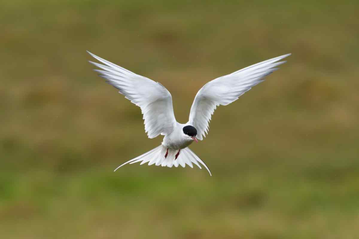 white Arctic tern flying 