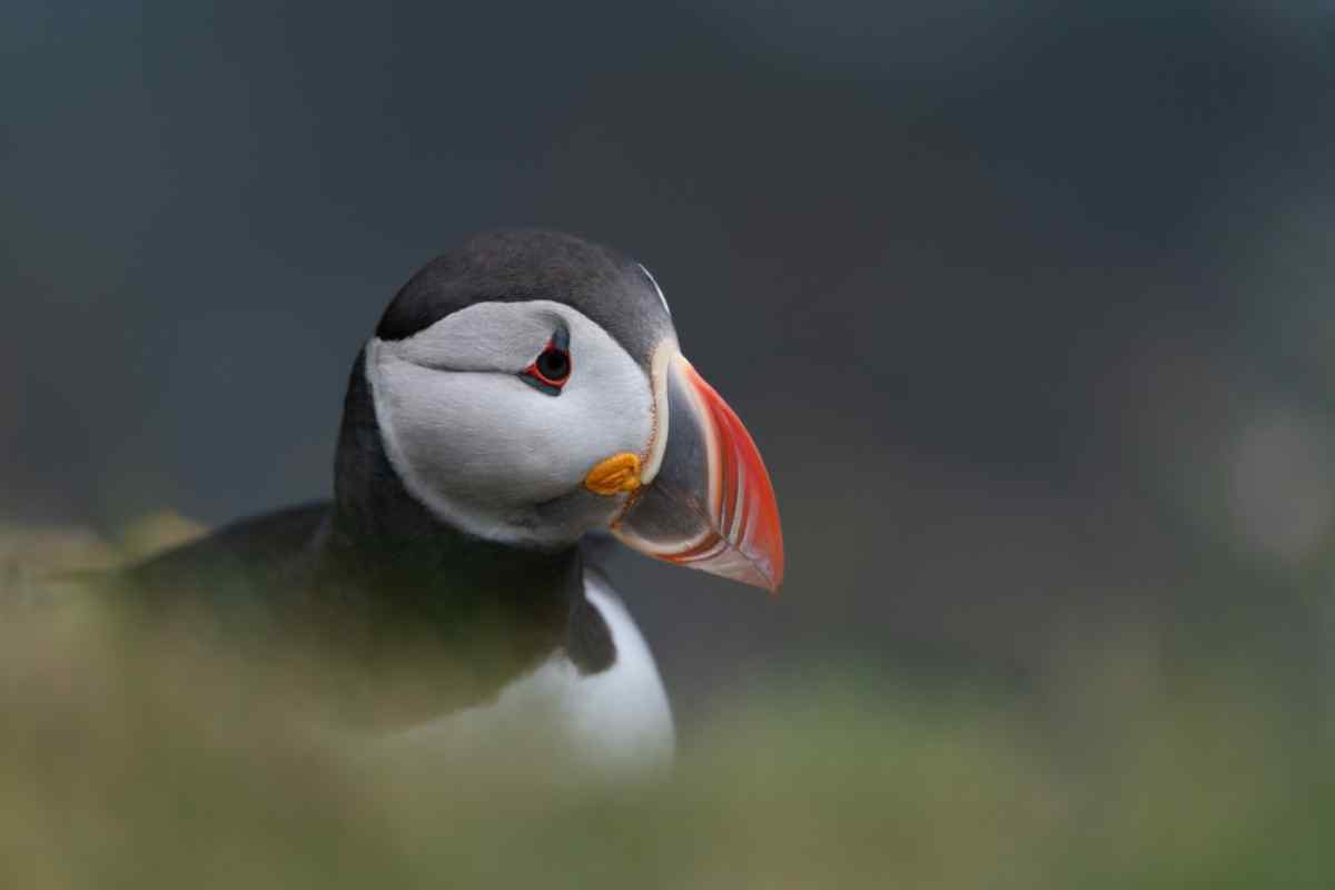 close-up of an Icelandic puffin