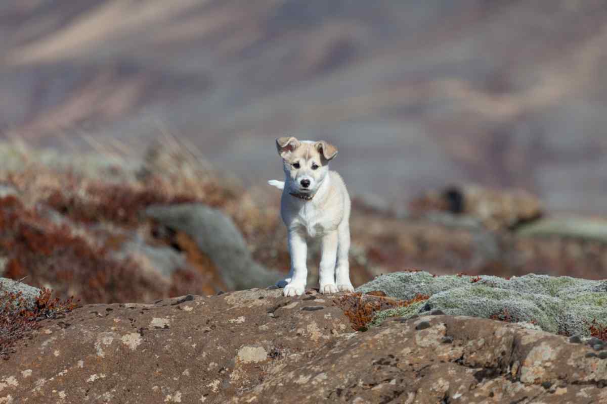 Beige Icelandic puppy sheepdog