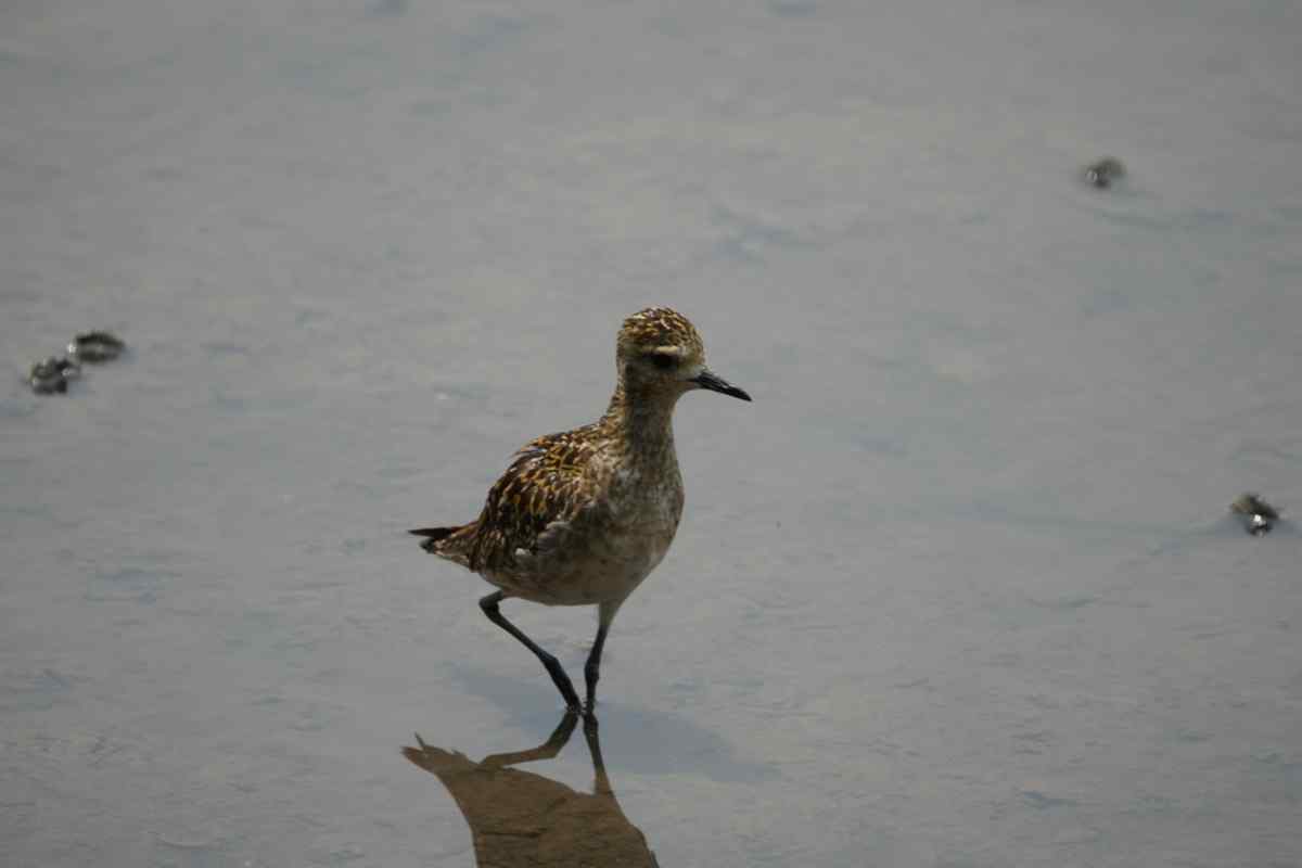Golden Plover (Pluvialis fulva)