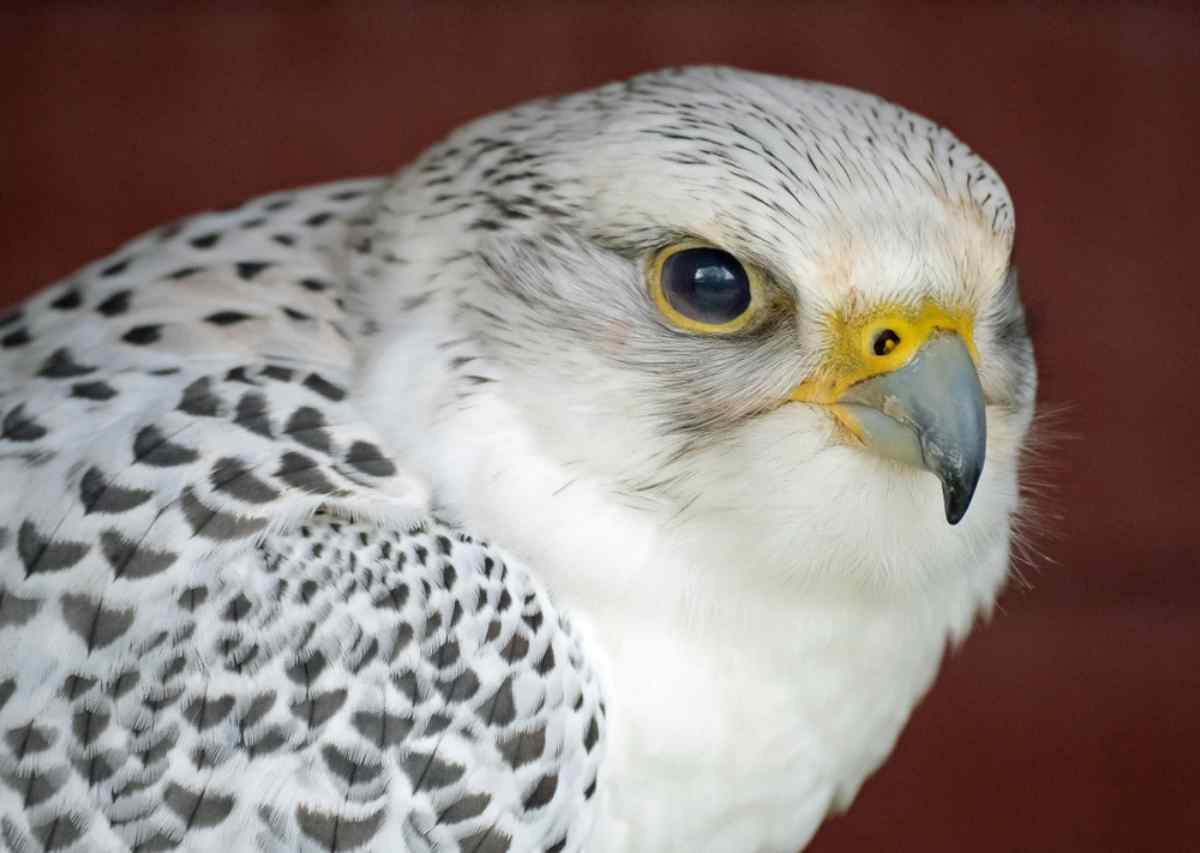 zoomed image of an Icelandic white gyrfalcon
