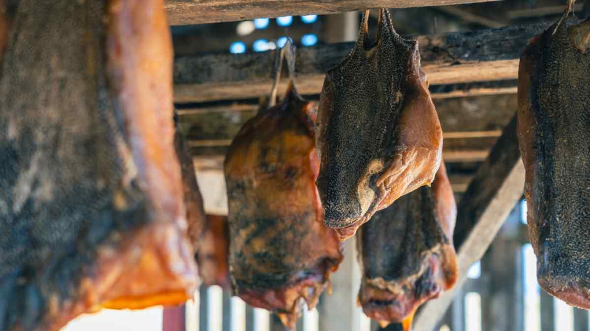 Hakarl being processed and dried