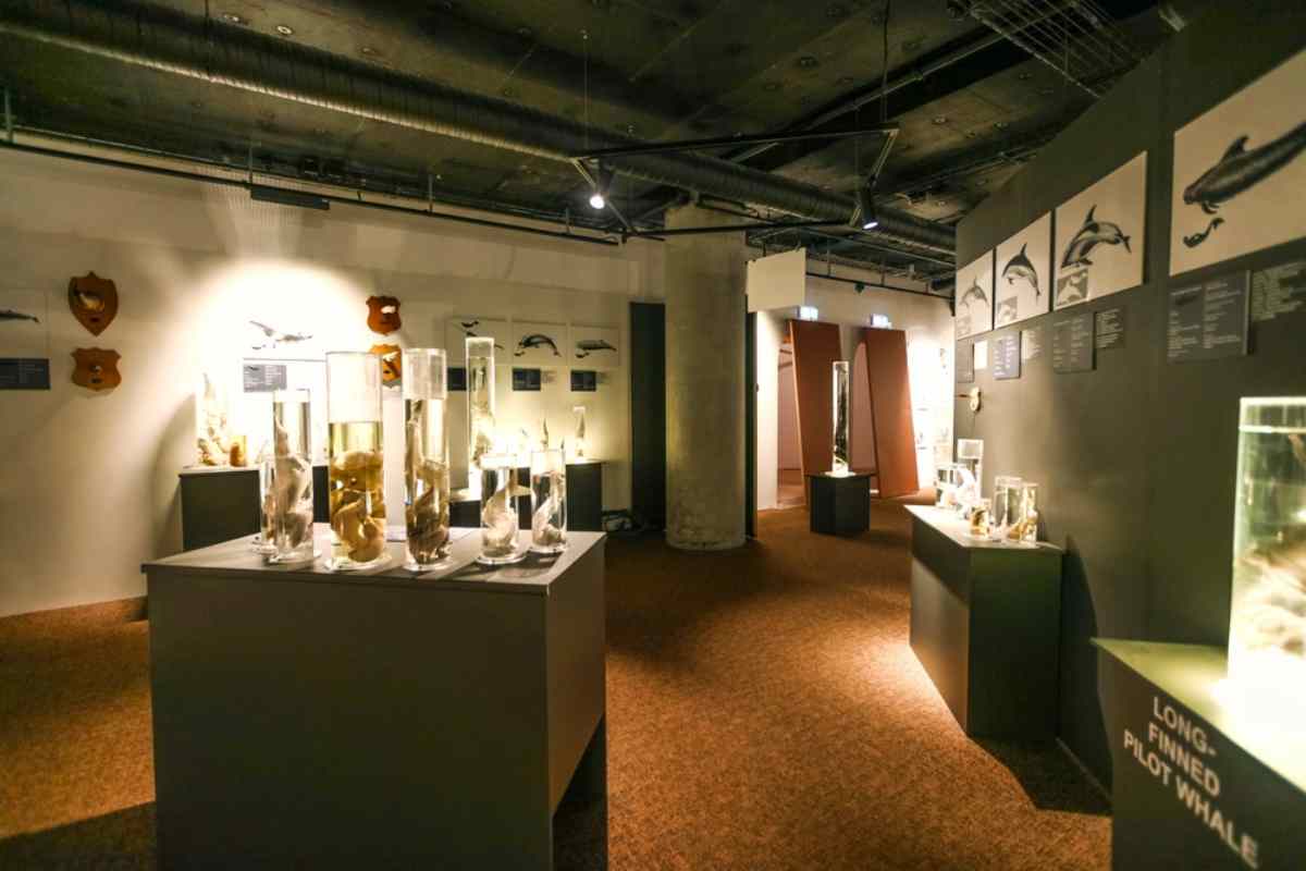 Iceland’s Phallological Museum