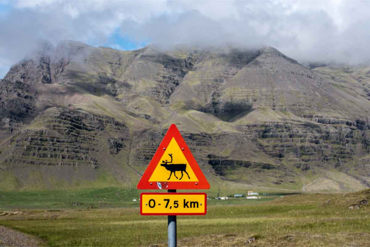 Animal crossing road sign in Iceland
