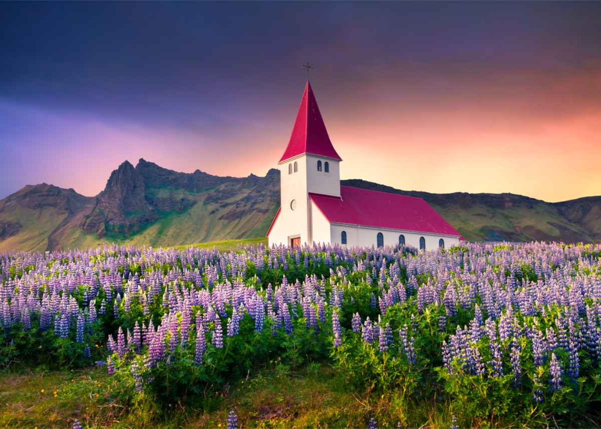 Beautiful view of Vik's redroof church surrounding with lapines during the summer