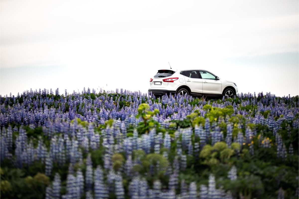 White dacia duster car in a field of lupines