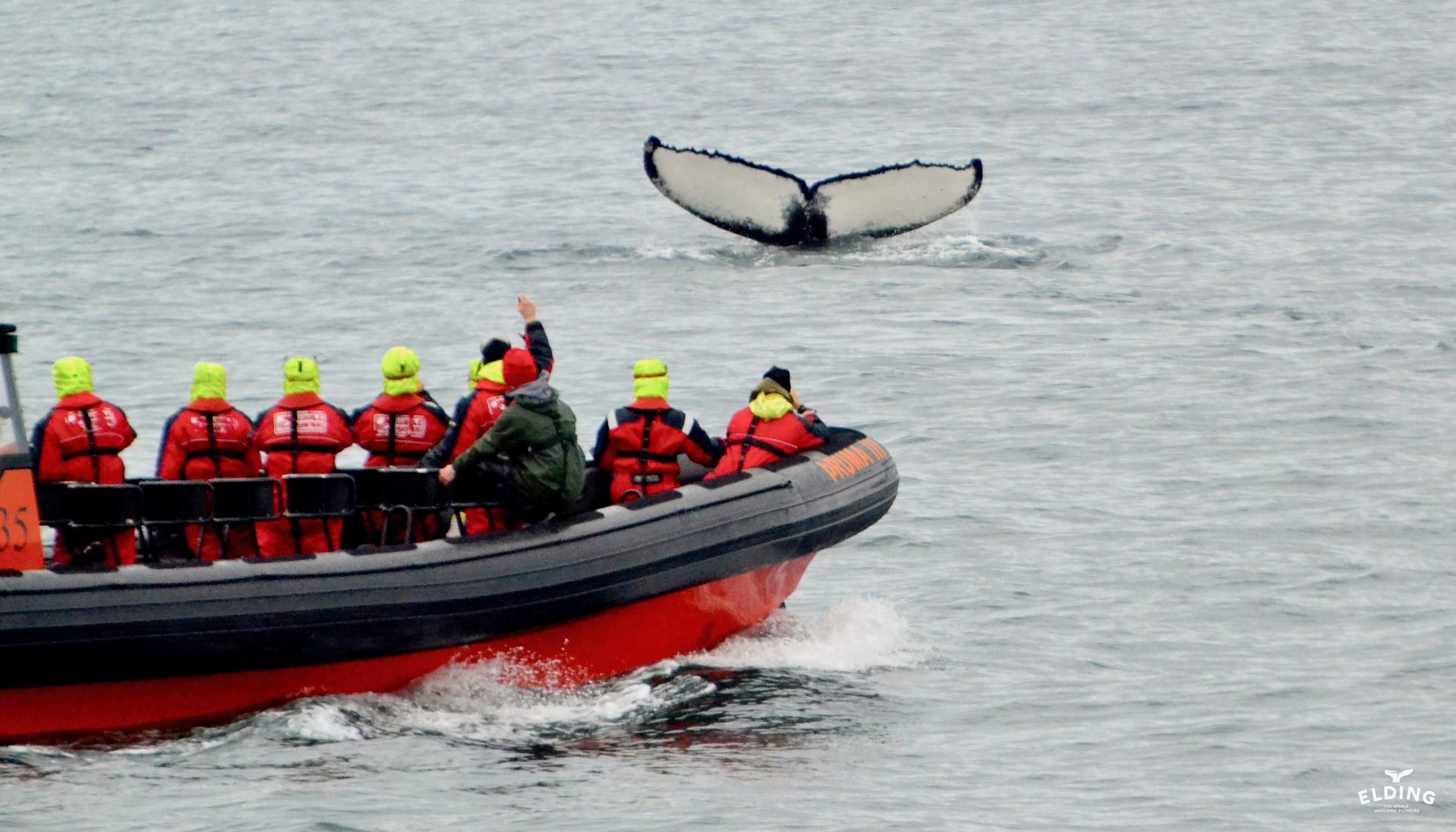 Whale Watching